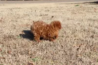 AXEL, a female Poodle - Toy  for sale in Bogart, GA – Photo 5 of 9