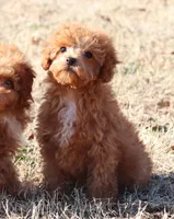 AXEL, a female Poodle - Toy  for sale in Bogart, GA – Photo 1 of 9