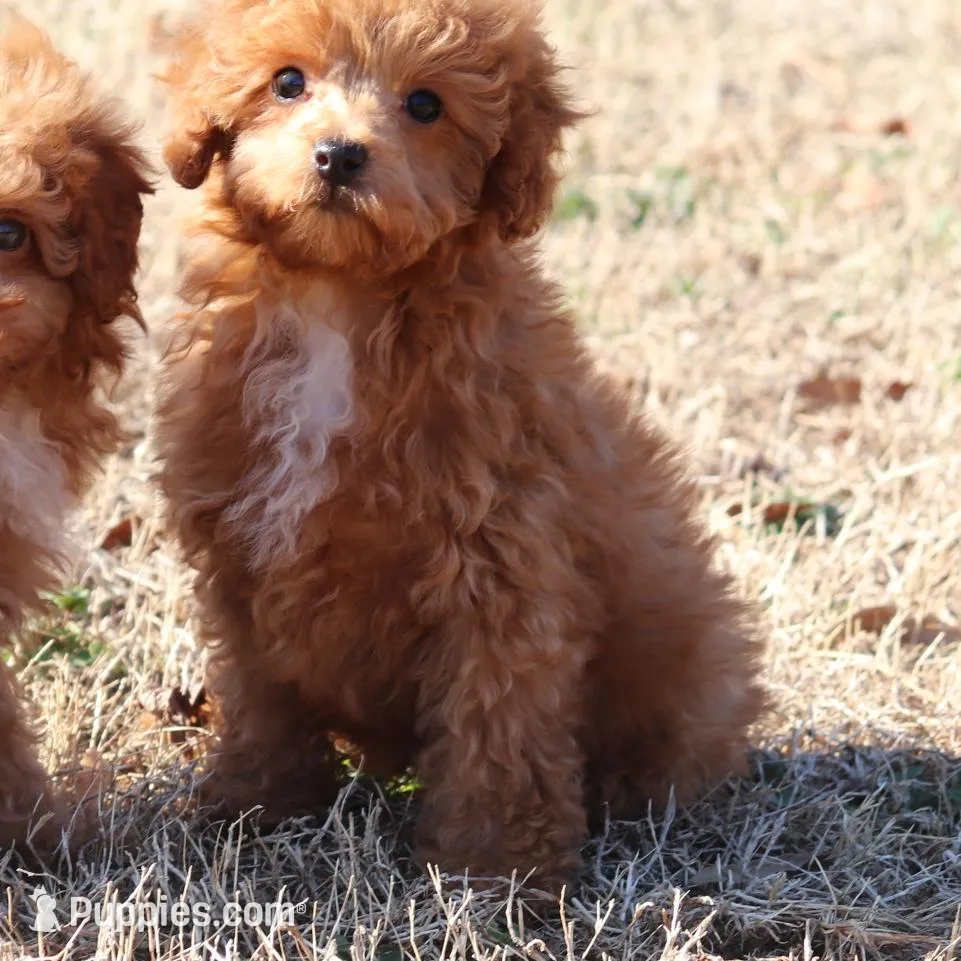 AXEL, a female Poodle - Toy  for sale in Bogart, GA – Photo 2 of 9