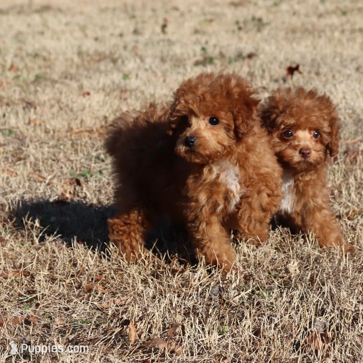 AXEL, a female Poodle - Toy  for sale in Bogart, GA – Photo 8 of 9