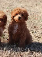 AXEL, a female Poodle - Toy  for sale in Bogart, GA – Photo 4 of 9