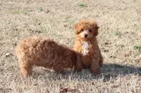 AXEL, a female Poodle - Toy  for sale in Bogart, GA – Photo 6 of 9