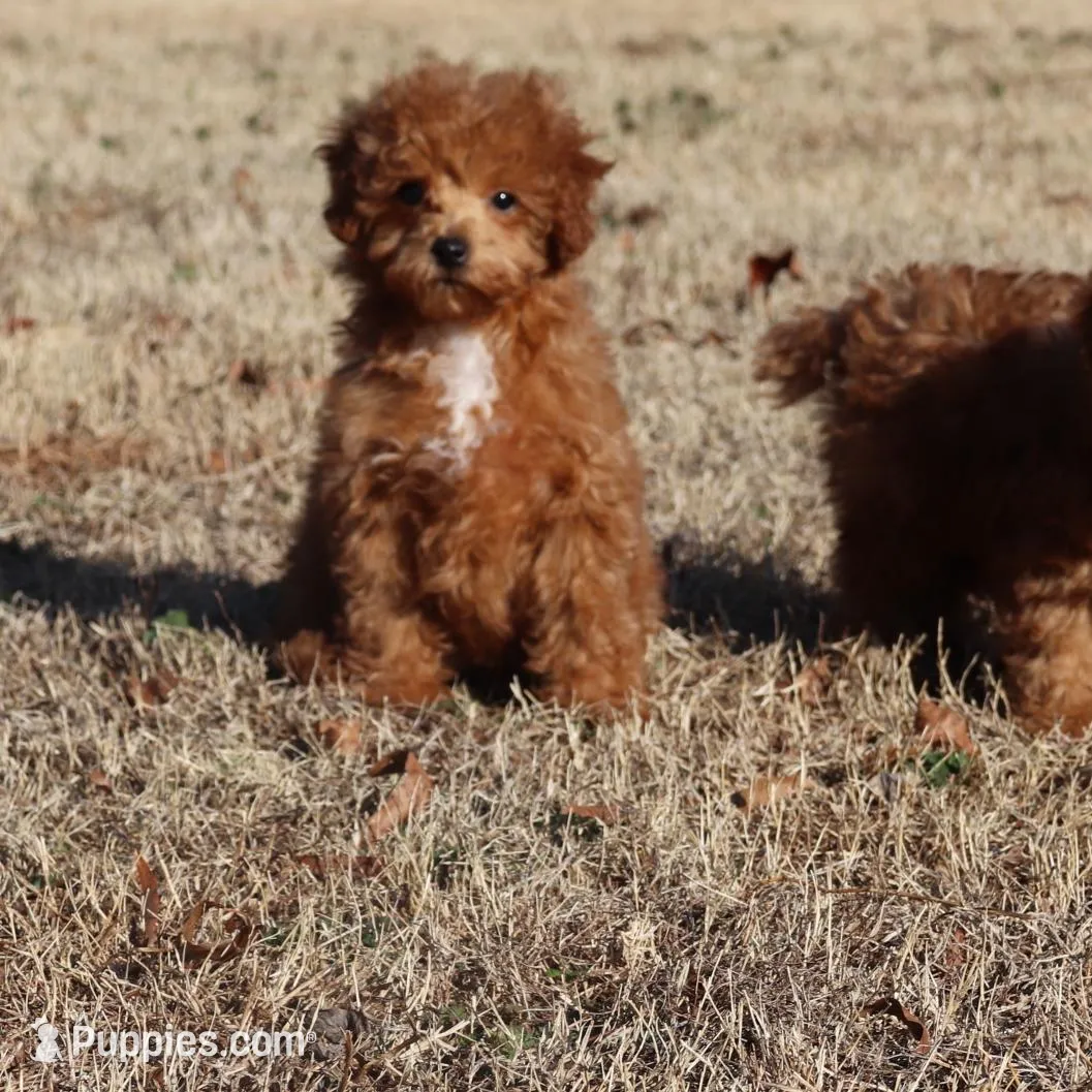 AXEL, a female Poodle - Toy  for sale in Bogart, GA – Photo 9 of 9