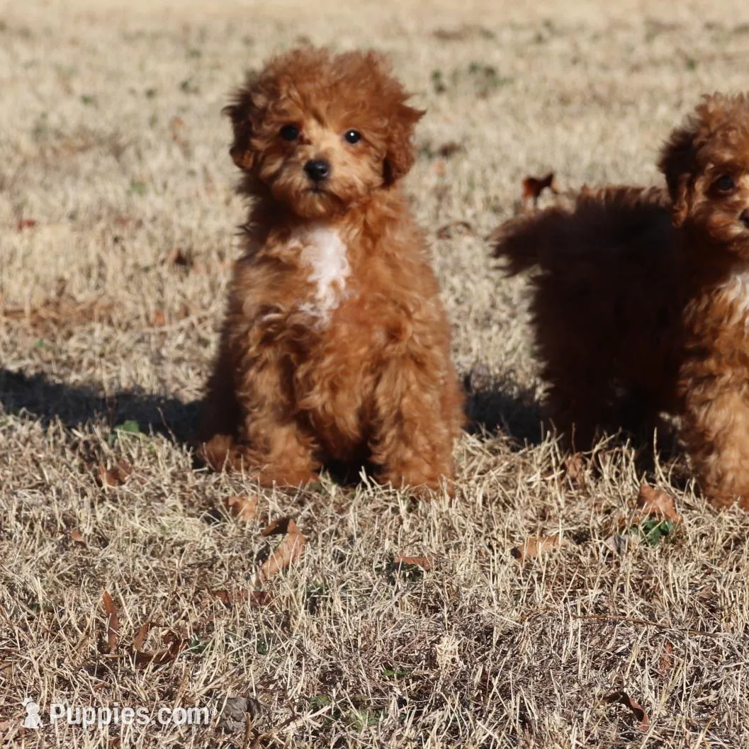 AXEL, a female Poodle - Toy  for sale in Bogart, GA – Photo 7 of 9