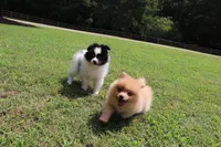 TANGO, a male Pomeranian for sale in Bogart, GA – 4 of 5
