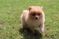 TANGO, a male Pomeranian for sale in Bogart, GA – 3 of 5