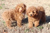 PIPPA, a female Poodle - Toy  for sale in Bogart, GA – Photo 2 of 5