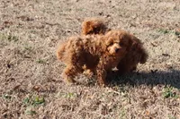 PIPPA, a female Poodle - Toy  for sale in Bogart, GA – Photo 3 of 5
