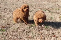 PIPPA, a female Poodle - Toy  for sale in Bogart, GA – Photo 4 of 5