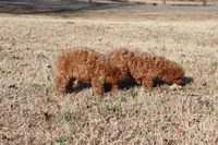 PIPPA, a female Poodle - Toy  for sale in Bogart, GA – Photo 5 of 5