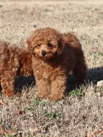 PIPPA, a female Poodle - Toy  for sale in Bogart, GA – Photo 1 of 5