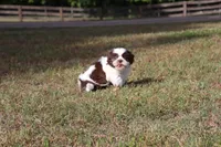 Eddie, a male Shih Tzu for sale in Bogart, GA – 6 of 6
