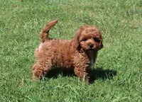 Jimmy, a male Cavapoo and Cavalier King Charles Spaniel for sale in Bogart, GA – 3 of 4