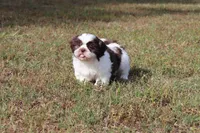 Eddie, a male Shih Tzu for sale in Bogart, GA – 3 of 6