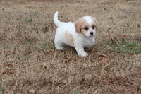 COLBY, a male Bichon Frise and Cavalier King Charles Spaniel for sale in Bogart, GA – Photo 5 of 5