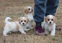 COLBY, a male Bichon Frise and Cavalier King Charles Spaniel for sale in Bogart, GA – Photo 2 of 5