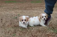 COLBY, a male Bichon Frise and Cavalier King Charles Spaniel for sale in Bogart, GA – Photo 4 of 5