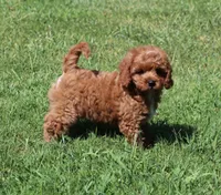 Jimmy, a male Cavapoo and Cavalier King Charles Spaniel for sale in Bogart, GA – 2 of 4