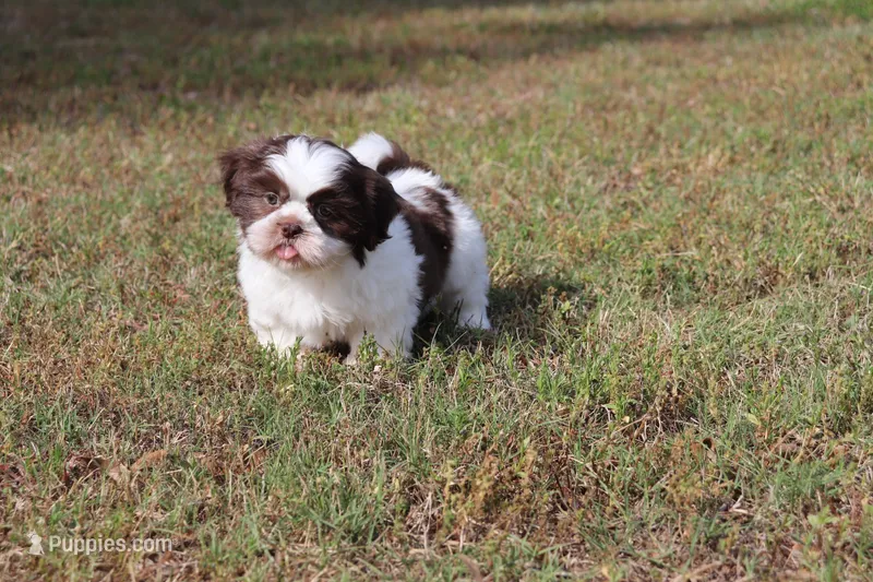 Eddie – Shih Tzu puppy for sale in Bogart, GA