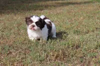 Eddie, a male Shih Tzu for sale in Bogart, GA – 1 of 6