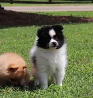 Pepper, a male Pomeranian for sale in Bogart, GA – 4 of 5