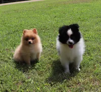Pepper, a male Pomeranian for sale in Bogart, GA – 5 of 5