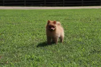 DASH, a male Pomeranian for sale in Bogart, GA – 3 of 5