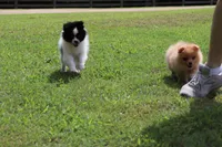 Pepper, a male Pomeranian for sale in Bogart, GA – 3 of 5