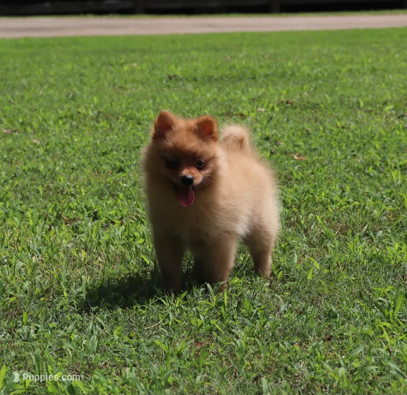 DASH – Pomeranian puppy for sale in Bogart, GA