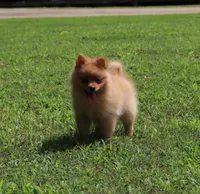 DASH, a male Pomeranian for sale in Bogart, GA – 1 of 5