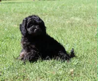 Fay, a female Cavapoo and Cavalier King Charles Spaniel for sale in Bogart, GA – 2 of 4