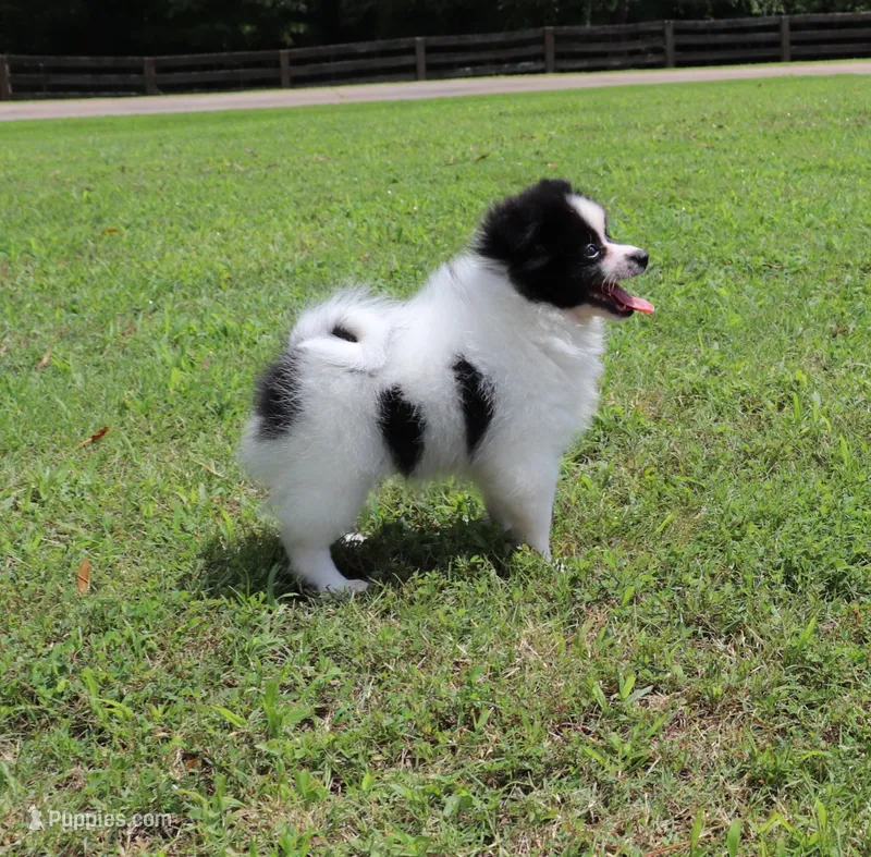Pepper – Pomeranian puppy for sale in Bogart, GA