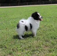 Pepper, a male Pomeranian for sale in Bogart, GA – 1 of 5