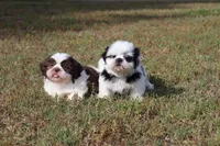 Eddie, a male Shih Tzu for sale in Bogart, GA – 4 of 6