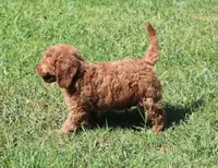 Jimmy, a male Cavapoo and Cavalier King Charles Spaniel for sale in Bogart, GA – 4 of 4