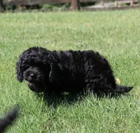 Danny, a male Cavapoo and Cavalier King Charles Spaniel for sale in Bogart, GA – 2 of 4