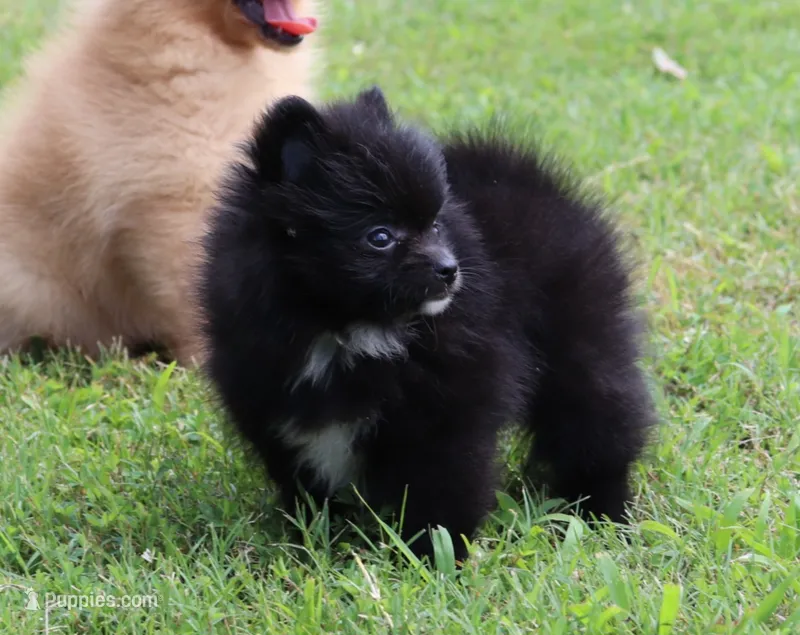 Pixie-small Toy – Pomeranian puppy for sale in Bogart, GA