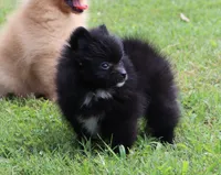 Pixie-small Toy, a female Pomeranian for sale in Bogart, GA – 1 of 6