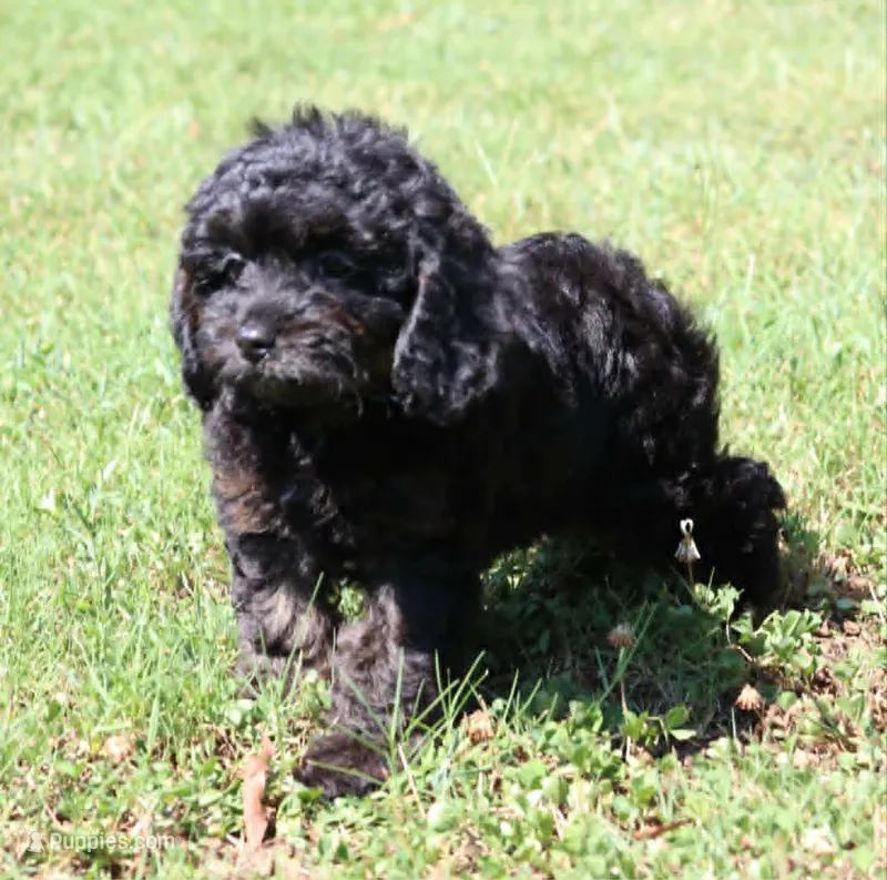 Fay – Cavapoo, Cavalier King Charles Spaniel puppy for sale in Bogart, GA
