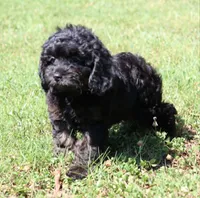 Fay, a female Cavapoo and Cavalier King Charles Spaniel for sale in Bogart, GA – 1 of 4