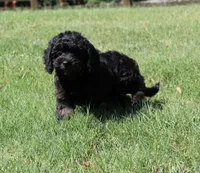 Danny, a male Cavapoo and Cavalier King Charles Spaniel for sale in Bogart, GA – 4 of 4