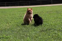DASH, a male Pomeranian for sale in Bogart, GA – 2 of 5