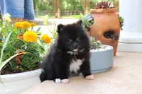 Pixie-small Toy, a female Pomeranian for sale in Bogart, GA – 6 of 6
