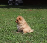 TANGO, a male Pomeranian for sale in Bogart, GA – 2 of 5