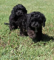 Fay, a female Cavapoo and Cavalier King Charles Spaniel for sale in Bogart, GA – 3 of 4