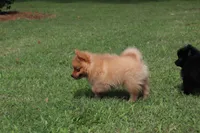 DASH, a male Pomeranian for sale in Bogart, GA – 5 of 5