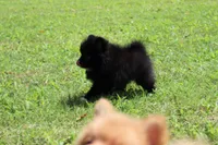 Pixie-small Toy, a female Pomeranian for sale in Bogart, GA – 3 of 6