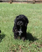 Danny, a male Cavapoo and Cavalier King Charles Spaniel for sale in Bogart, GA – 3 of 4