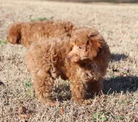 DAISY, a female Poodle - Toy  for sale in Bogart, GA – Photo 3 of 4