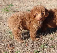 DAISY, a female Poodle - Toy  for sale in Bogart, GA – Photo 2 of 4